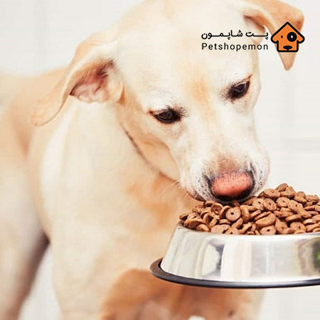 قیمت خرید تشویقی سگ