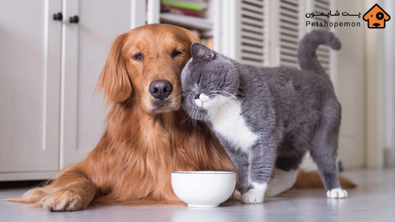 غذای گربه برای سگ ها مناسب است یا خیر