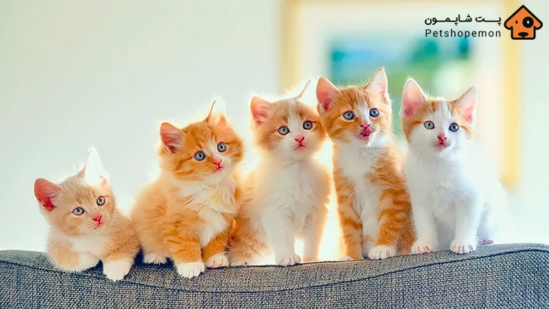 نکات طلایی تغذیه بچه گربه‌ها: جلوگیری از مشکلات غذایی و رشد بهینه